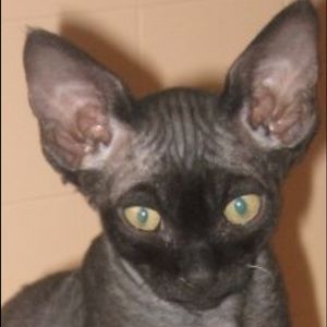 Meet your Posher, Kim